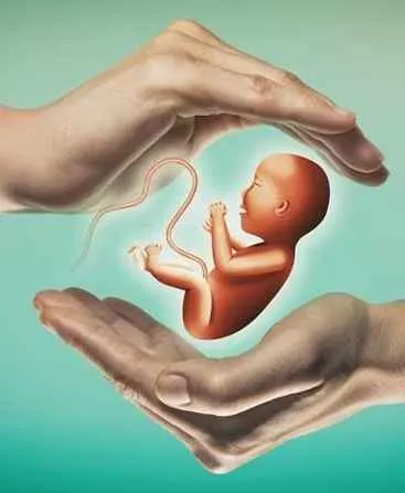 Artificial-Embryo