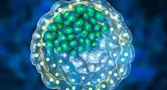 Blastocyst-Culture