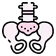 pelvic
